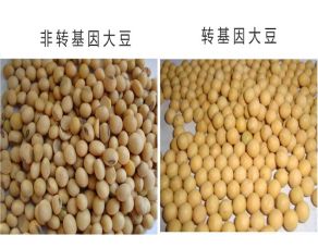 轉(zhuǎn)基因大豆 轉(zhuǎn)基因大豆