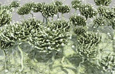 真菌毒素 真菌毒素