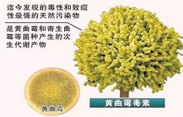 黃曲霉毒素 黃曲霉毒素