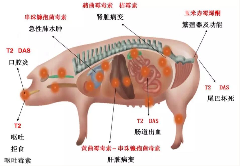 霉菌毒素對動物機體造成的危害 霉菌毒素對動物機體造成的危害