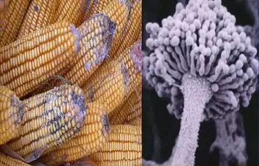 玉米霉變 玉米霉變