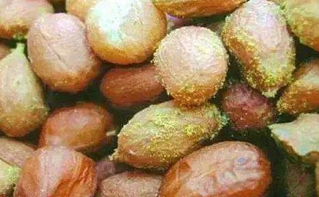 黃曲霉毒素 黃曲霉毒素