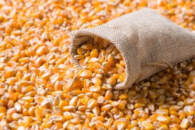 玉米嘔吐毒素 玉米嘔吐毒素