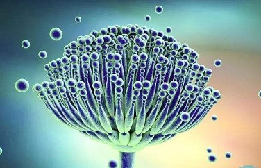 嘔吐毒素 嘔吐毒素