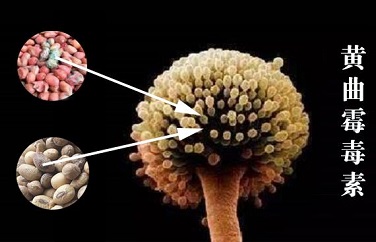 黃曲霉毒素 黃曲霉毒素