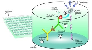 免疫層析 免疫層析