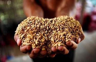 大米重金屬 大米重金屬