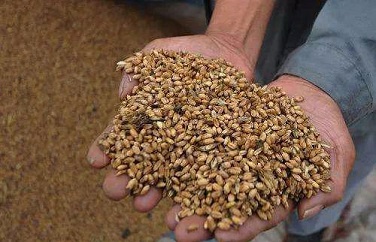 小麥嘔吐毒素 小麥嘔吐毒素